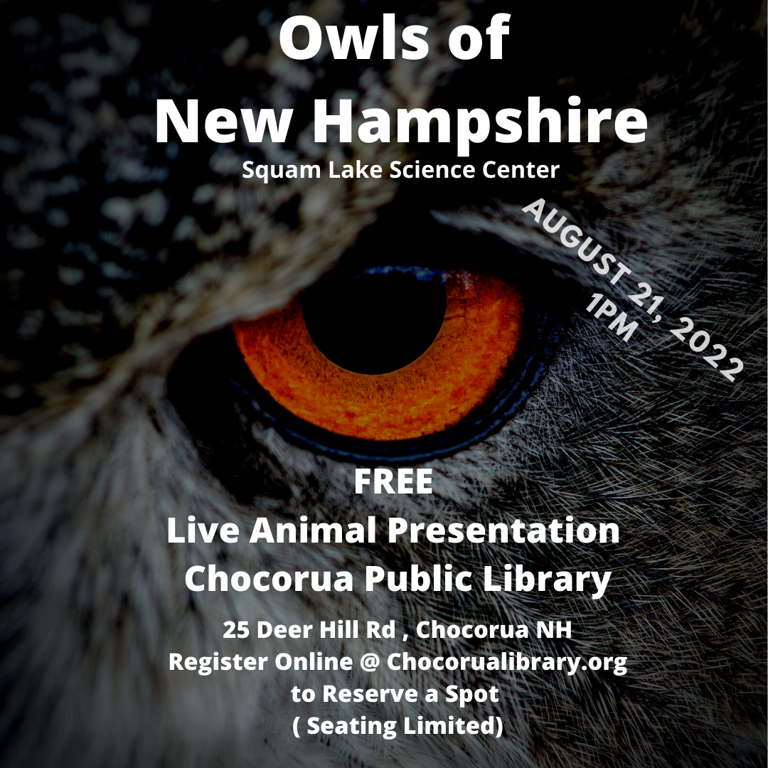 Owls of NH