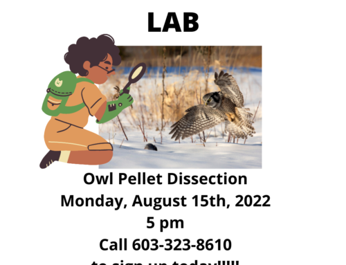 Owl Pellets – Natural Science Lab