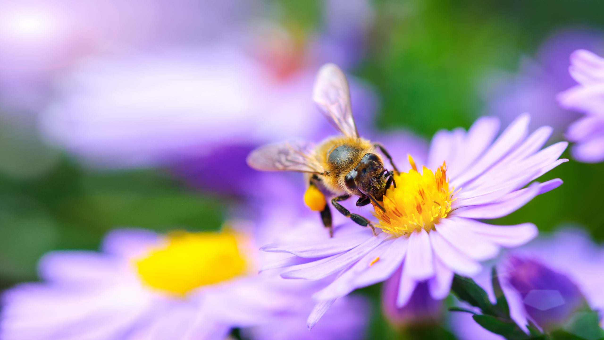 Bee on the flower Honey